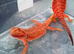 Bearded Dragons