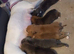 Staffy X lab for sale
