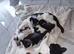3 Gorgeous, Playful Kittens