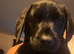 Black Labrador retriever bitch
