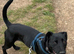 Cody Patterdale Terrier