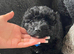 Cockapoo puppies
