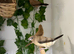 Silverbills finches