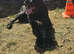 Cane Corso adult Male