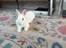 pure white male netherland dwarf
