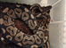 Adult Royal Pythons