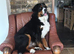 Stunning Romanian import Bernese proven