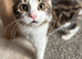 Gorgeous Female kitten