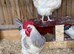 Light and coronation sussex hatching eggs