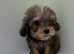 Adorable f2b cockapoo puppies for sale