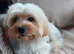 Maltipoo boy