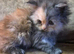 Kittens 2 girl chinchilla Persian