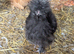 Pair very rare USA Mottled Showgirl Silkies