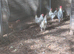 Splash maran breeding group