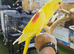 Lutino Alexandrine Baby hand reared