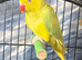 Yellow indian ringneck