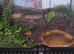 Male Pac-Man Frog With 45x45x45 Bioactive Enclosure