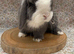 Male 4 months old