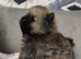 Tiny little Pomeranian puppy Teddy faces KC