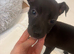 bull x lurcher pups