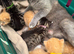BEAUTIFUL KITTENS TO RESERVE