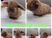 Pure mini lop babies