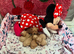 Tiny Asian Poodle - Deep Red Stud -  Proven