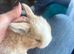 3 litters beautiful mini lops - super temperaments
