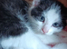 6 kittens, 2 female, 4 male