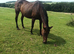 Sport horse mare