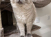 Female Blue Mink Ragdoll