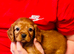 DNA Health and Breed Tested