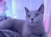 4 chunky Bsh kittens