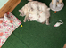 Two female Blue Point Ragdolls, ready now