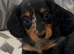 Long Hair Mini Dachshunds