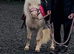 A true 1 in a million cremello kids Shetland.