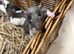 Beautiful Dumbo x Rex rats