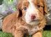 F1 apricot and fox red mini cockapoos 30 dna health tested clear