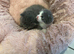 Kitten for sale