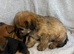 3 beautiful Chorkie puppies