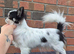 beautiful chihuahua longcoat