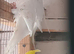 Budgies