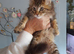 XXL Maine Coon Kittens.