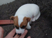 Jack Russell puppies