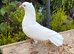 Fantail pigeons