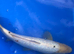 Ginrin koi 38cm