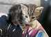 Female kitten