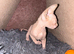Two sphynx kittens for sale