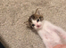 Calico x Ragdoll kittens