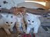 Gorgeous little fluff  balls